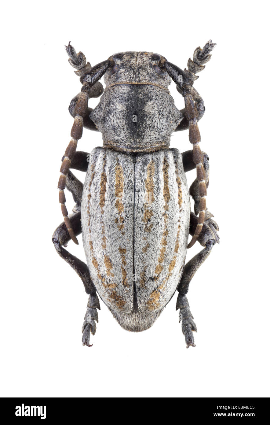 Coleoptera; cerambycidae; Iberodorcadion marmottani; female; Escalera 1900; L: 20mm; Stock Photo