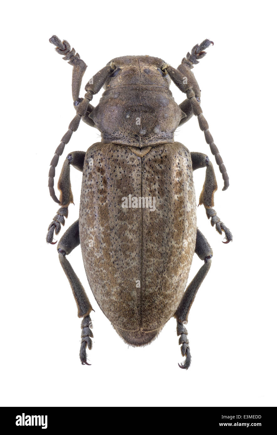 Coleoptera; cerambycidae; Iberodorcadion mus; female; Rosenhauer 1856; L: 20mm; Stock Photo