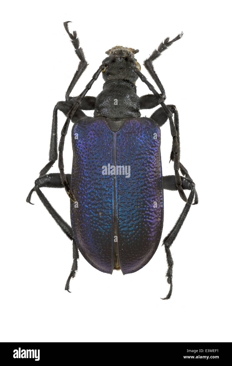 Coleoptera; Cerambycidae; Gaurotes virginea; Linnaeus 1758; Stock Photo