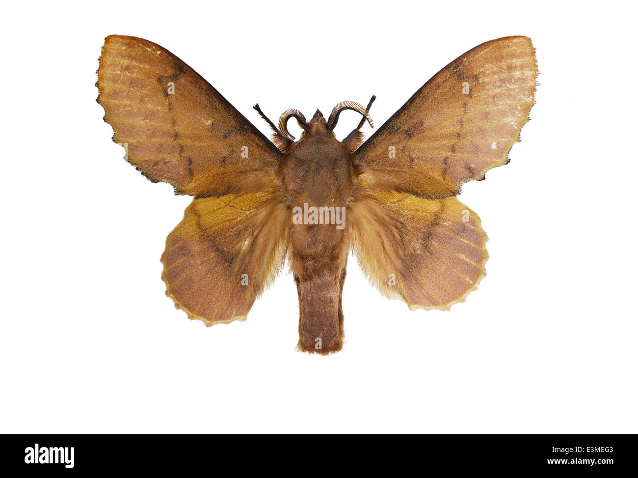 Lepidoptera; Lasiocampidae; Gastropacha quercifolia; Linnaeus 1758; Lappet Stock Photo