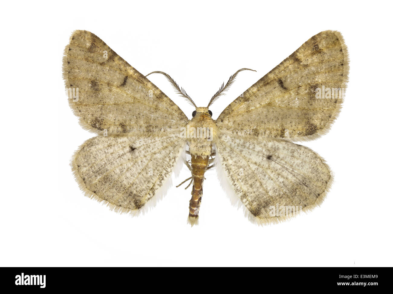 Lepidoptera; Geometridae; Isturgia miniosaria; Duponchel 1829; Stock Photo