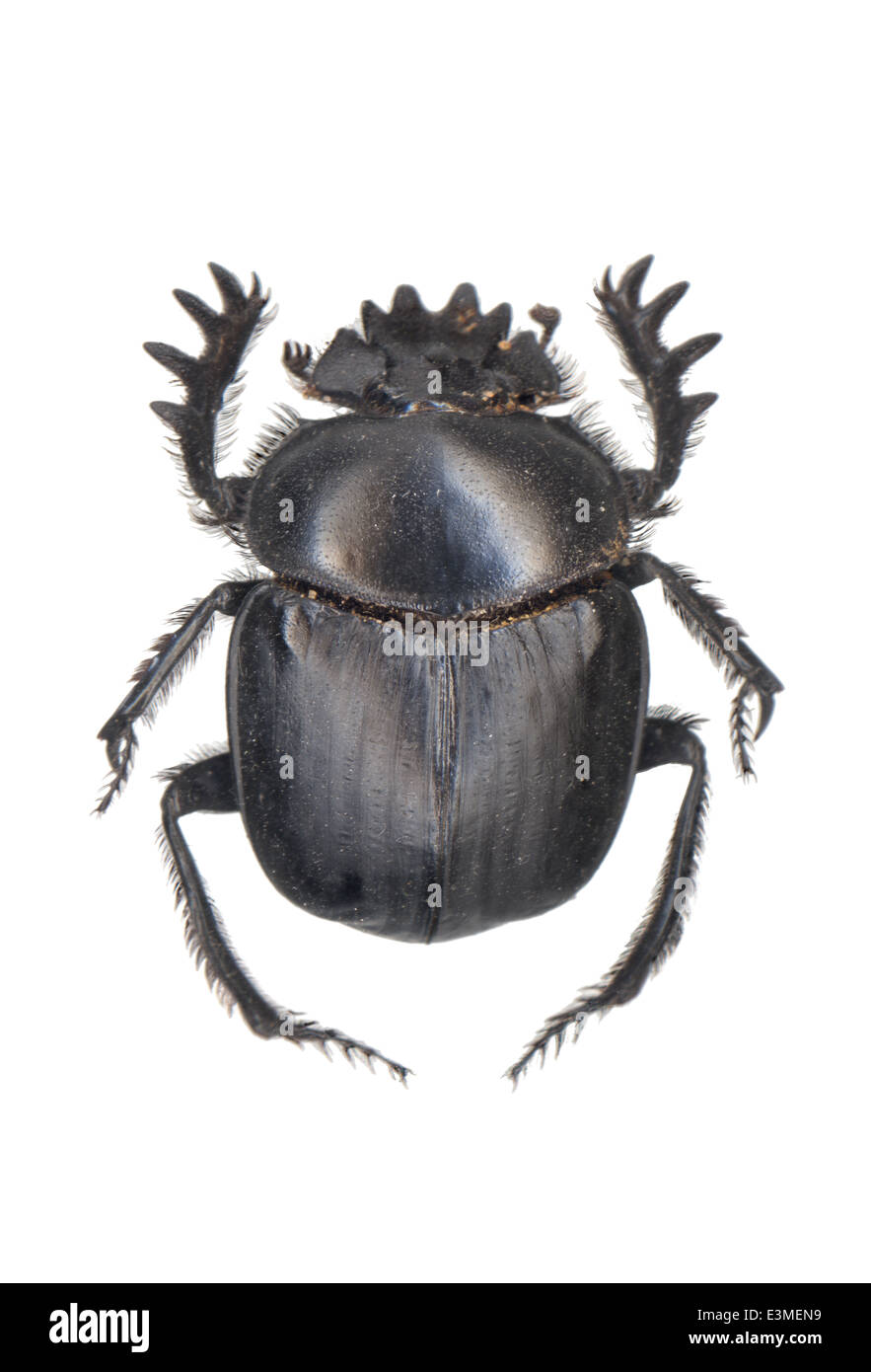 Coleoptera; Scarabaeidae; Kheper cupreus; Laporte de Castelnau 1840; Stock Photo