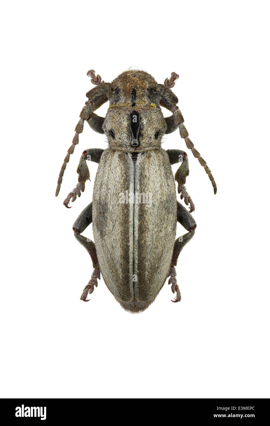 Coleoptera; Cerambycidae; Iberodorcadion bolivari; female; Lauffer 1898; Stock Photo