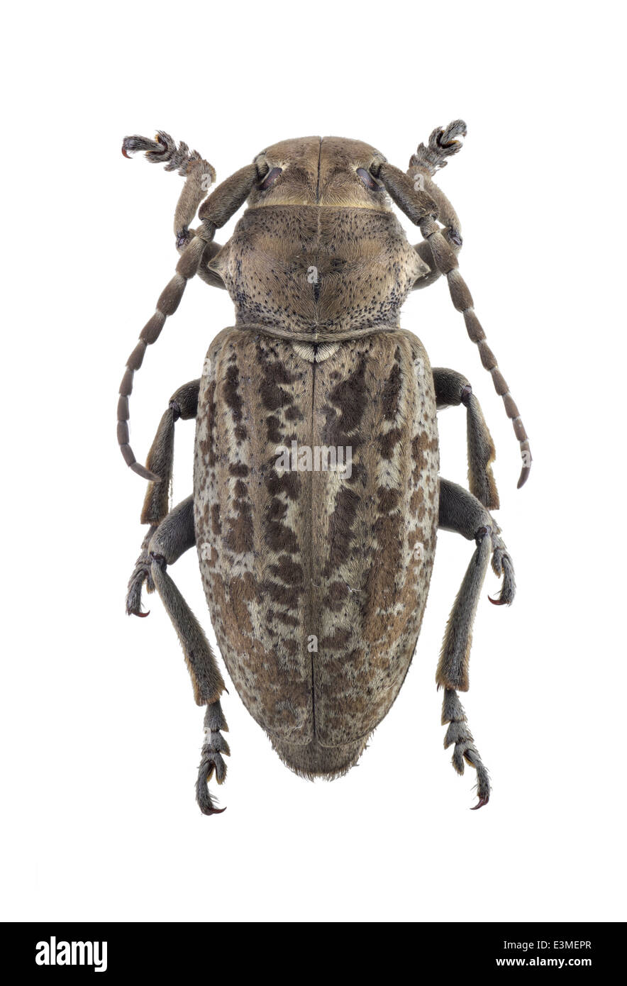 Coleoptera; cerambycidae; Iberodorcadion mus; male; Rosenhauer 1856; L: 20mm Stock Photo