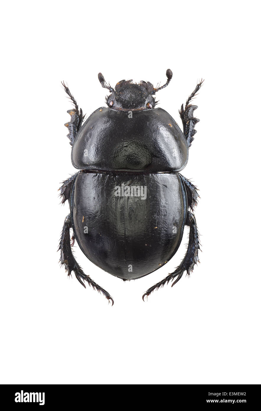 Coleoptera; Geotrupidae; Jekelius albarracinus; Wagner 1928; Stock Photo