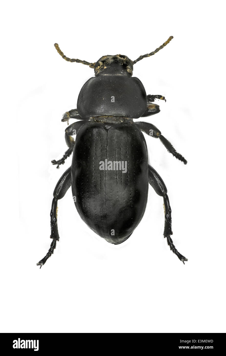 Coleoptera; Tenebrionidae; Heliopathes littoralis; Español, 1958 Stock Photo
