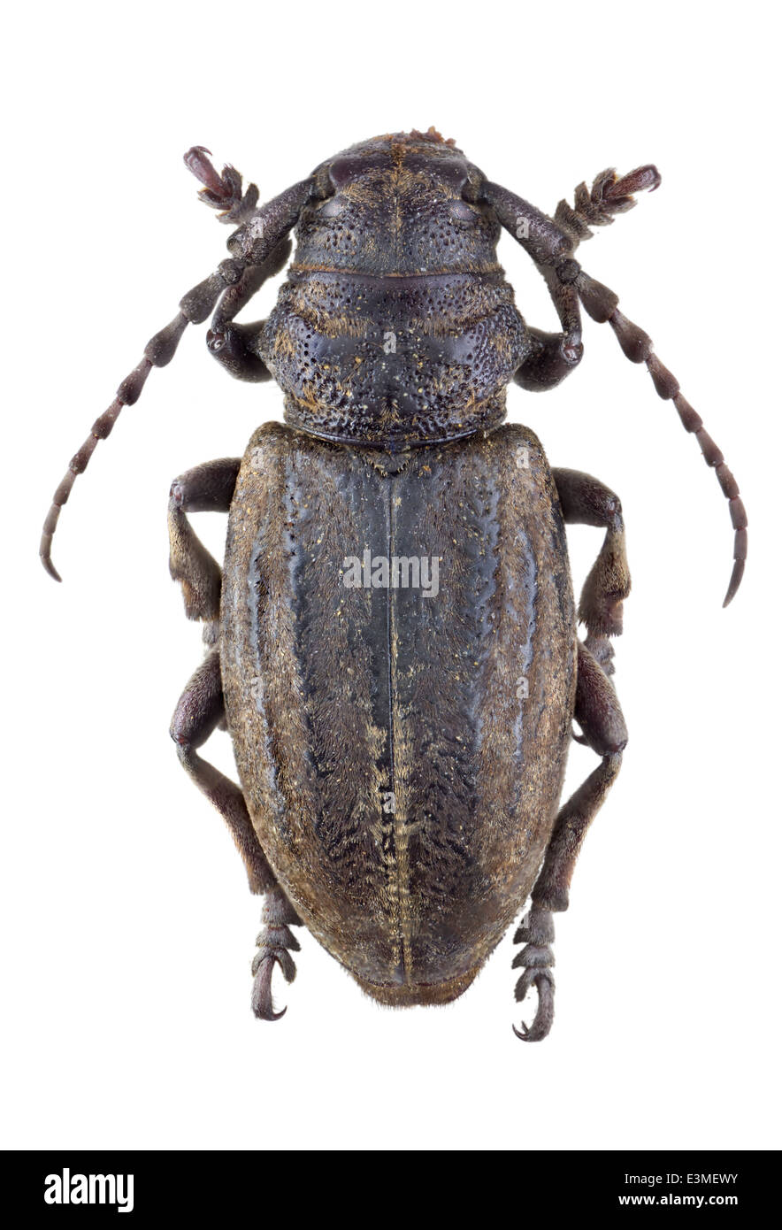 Coleoptera; cerambycidae; Iberodorcadion suturale; female; Chevrolat 1862; L: 24mm; Stock Photo