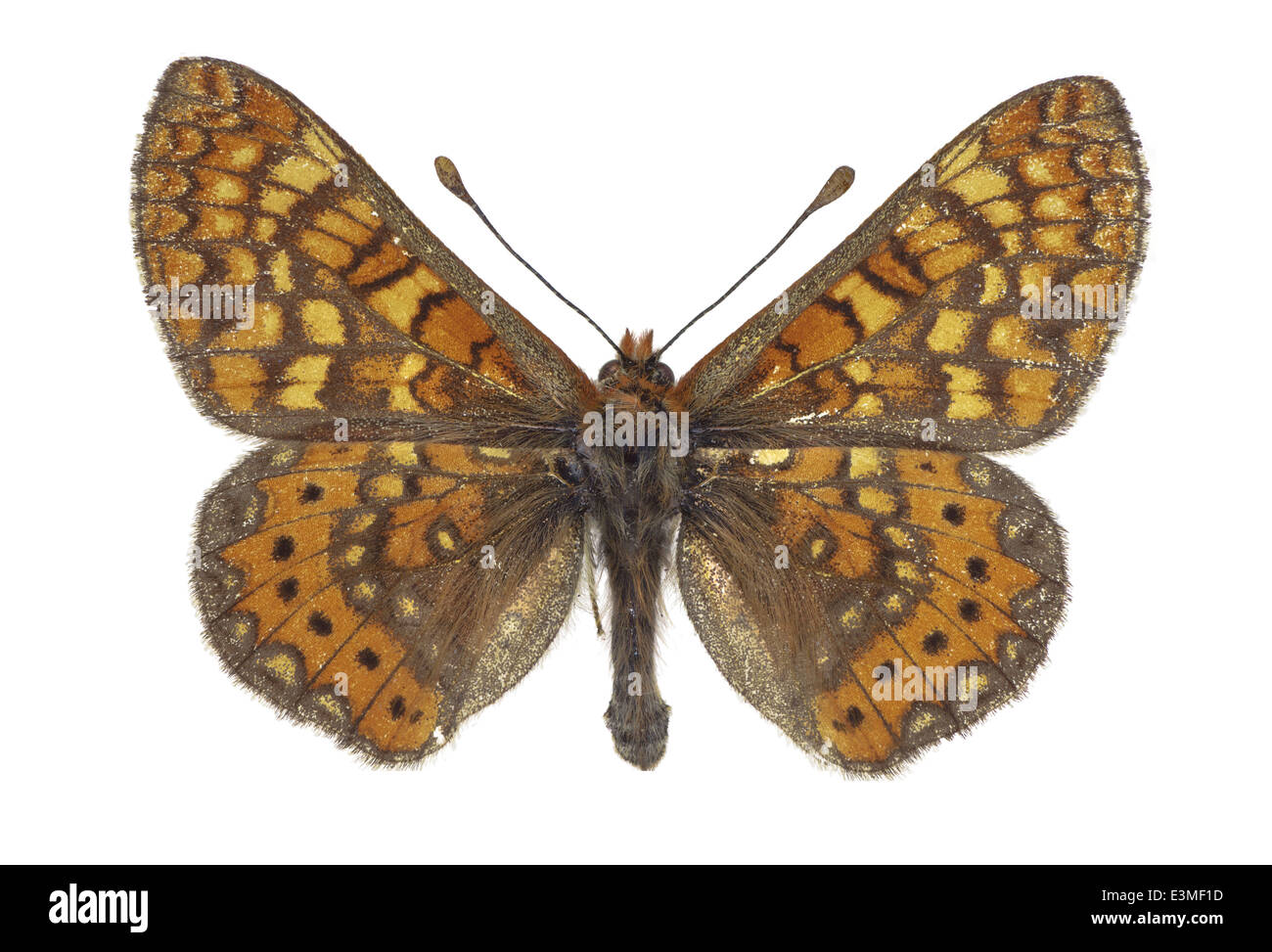 Lepidoptera; Nymphalidae; Euphidryas aurina; Rottenburg 1775; Marsh Fritillary Stock Photo