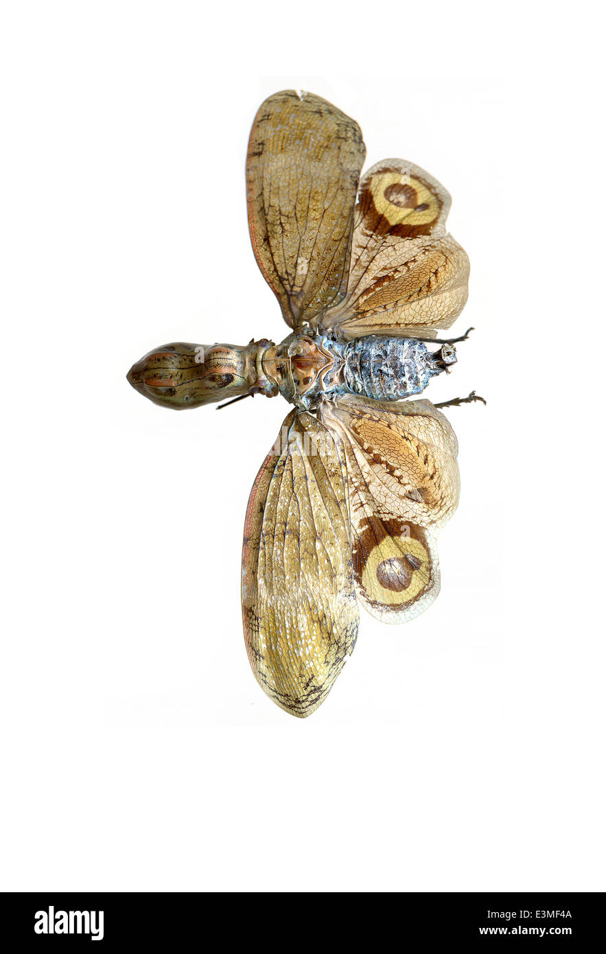 Hemiptera; Fulgoridae; Fulgora laternaria; Linnaeus 1758; lantern fly; Stock Photo