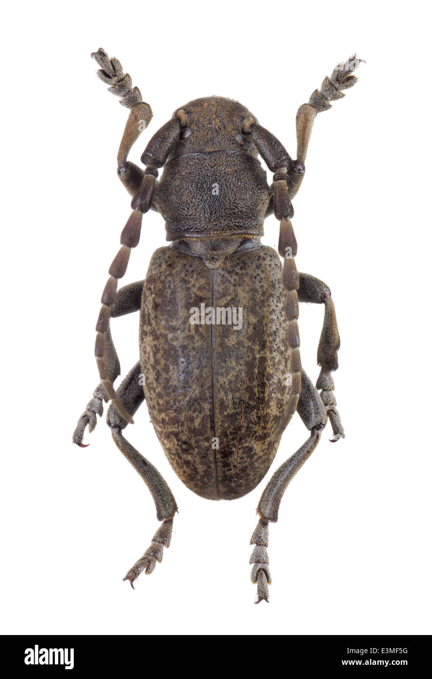 Coleoptera; cerambycidae; Iberodorcadion lusitanicum; male; Chevrolat 1840; L: 20mm; Stock Photo