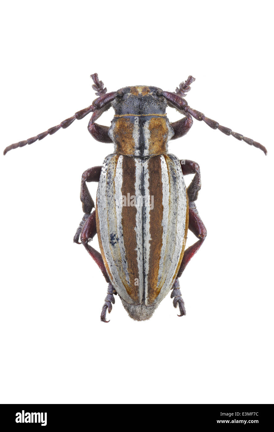 Coleoptera; cerambycidae; Iberodorcadion neilense; female; Escalera 1902; L: 20mm; Stock Photo