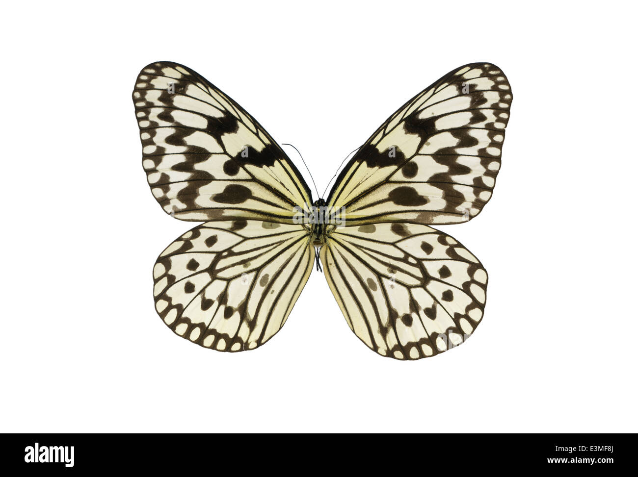 Lepidoptera; Nymphalidae; Idea leuconoe; Erichson 1834; Paper kite; Large Tree Nymph Stock Photo