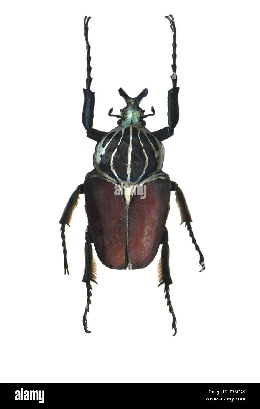 Coleoptera; Scarabaeidae; Goliathus goliatus; Linnaeus 1771; Stock Photo