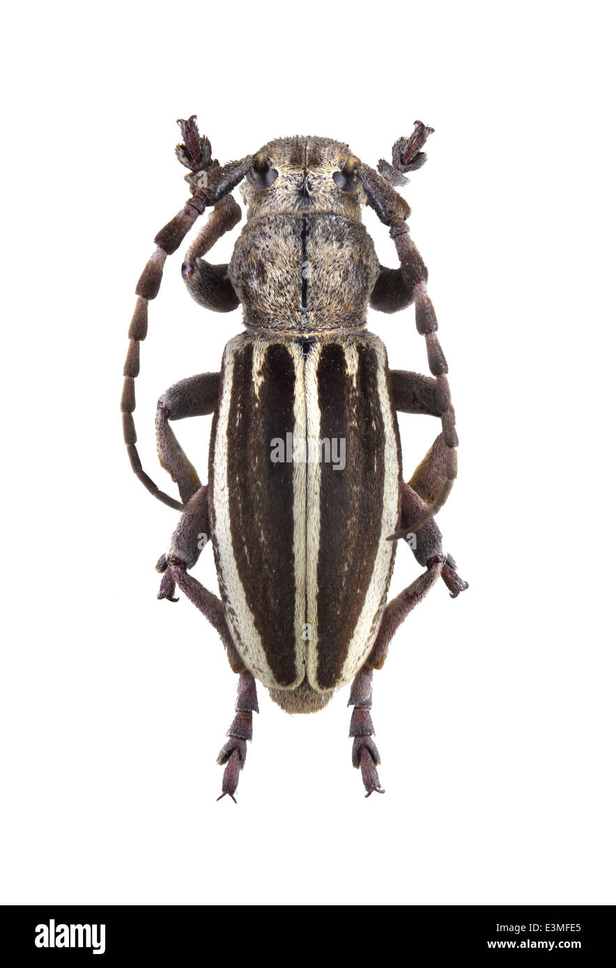 Coleoptera; Cerambycidae; Iberodorcadion fuentei; male; Pic 1899; Stock Photo