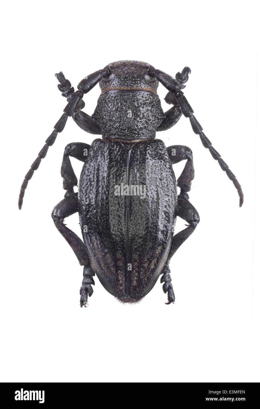 Coleoptera; cerambycidae; Iberodorcadion castilianum; female; Chevrolat 1862; L: 20mm; Stock Photo