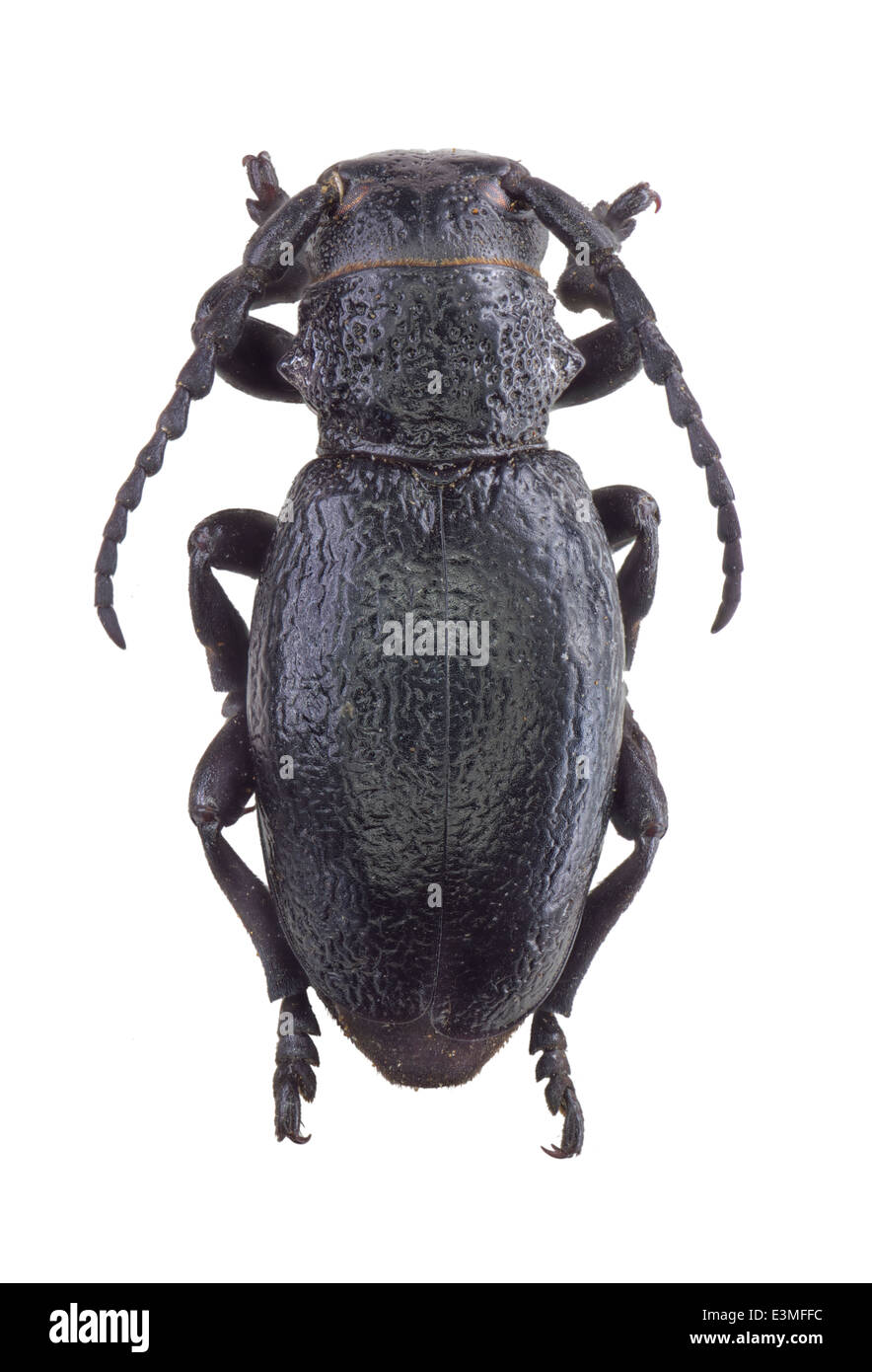 Coleoptera; cerambycidae; Iberodorcadion spinolae; female; Dalman 1817; L: 20mm; Stock Photo