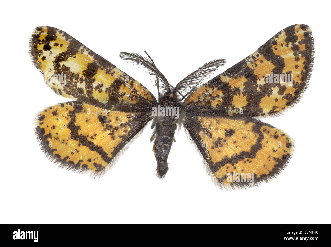 Lepidoptera; Geometridae; Eurranthis plummistaria; Villers 1789; Stock Photo