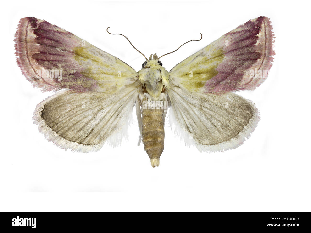 Lepidoptera; Noctuidae; Eublemma; Noctua purpurina; Beautiful Marbled; Denis&Schiffermüller 1775; Stock Photo