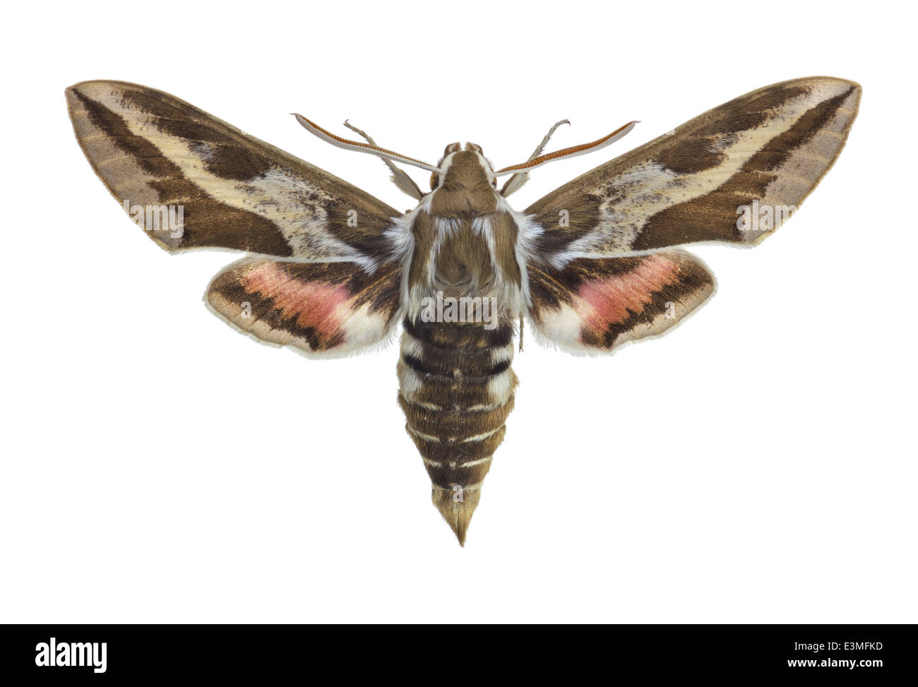 Lepidoptera; Sphingidae; Hyles tithymali; Boisduval 1834; Lenght: 60 m; Stock Photo