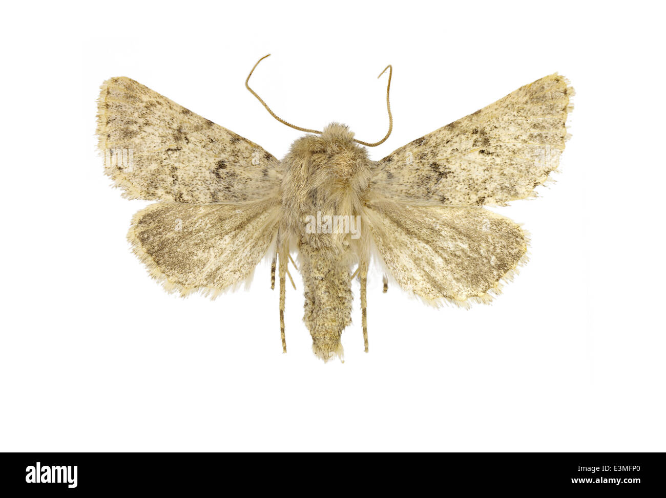 Lepidoptera; Noctuidae; Harpagophana; Staudinger 1895 Stock Photo