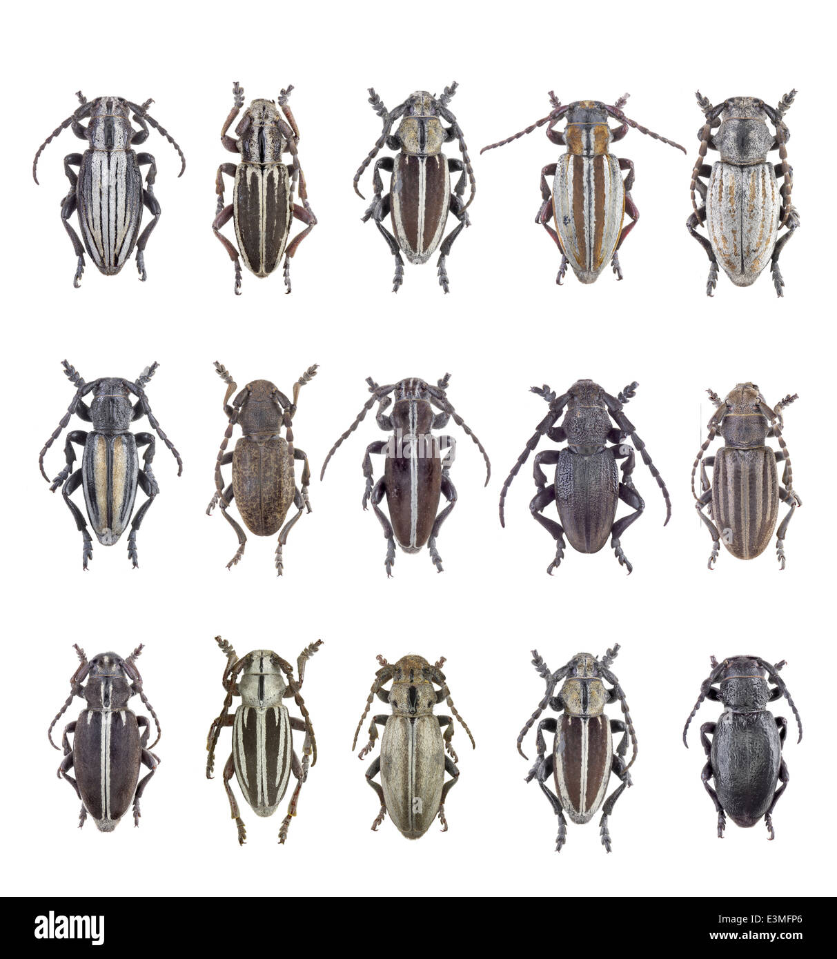 Coleoptera; cerambycidae; Iberodorcadion table Stock Photo