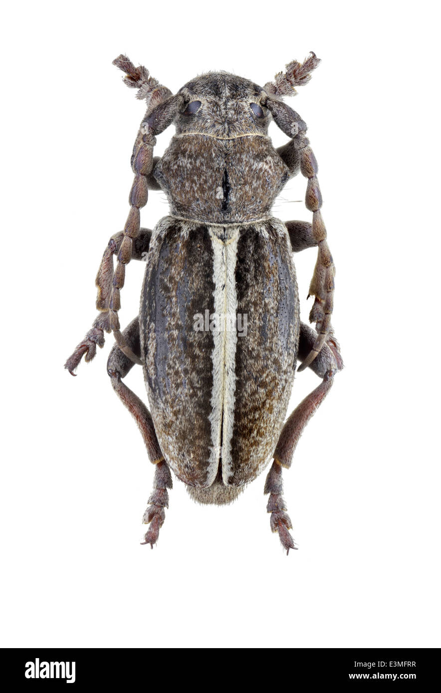 Coleoptera; cerambycidae; Iberodorcadion ferdinandi; male; Escalera 1900; L: 20mm; Stock Photo