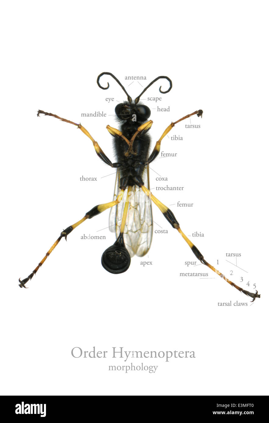 Insecta; Hymenopterida; Hymenoptera; Linnaeus 1758; Morphology Stock Photo