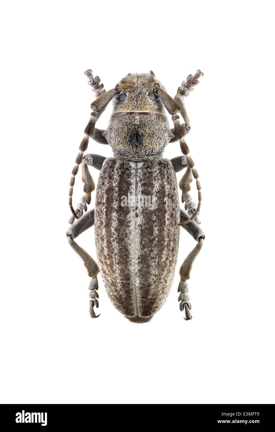 Coleoptera; Cerambycidae; Iberodorcadion mucidum; Dalman 1817; Stock Photo