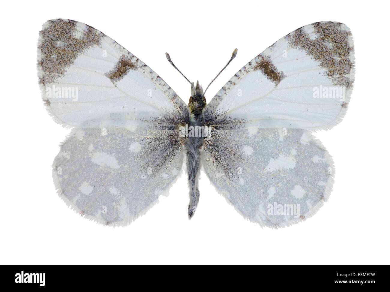 Lepidoptera; Pieridae; Euchloe tagis; Hübner 1804; Portuguese Dappled White Stock Photo