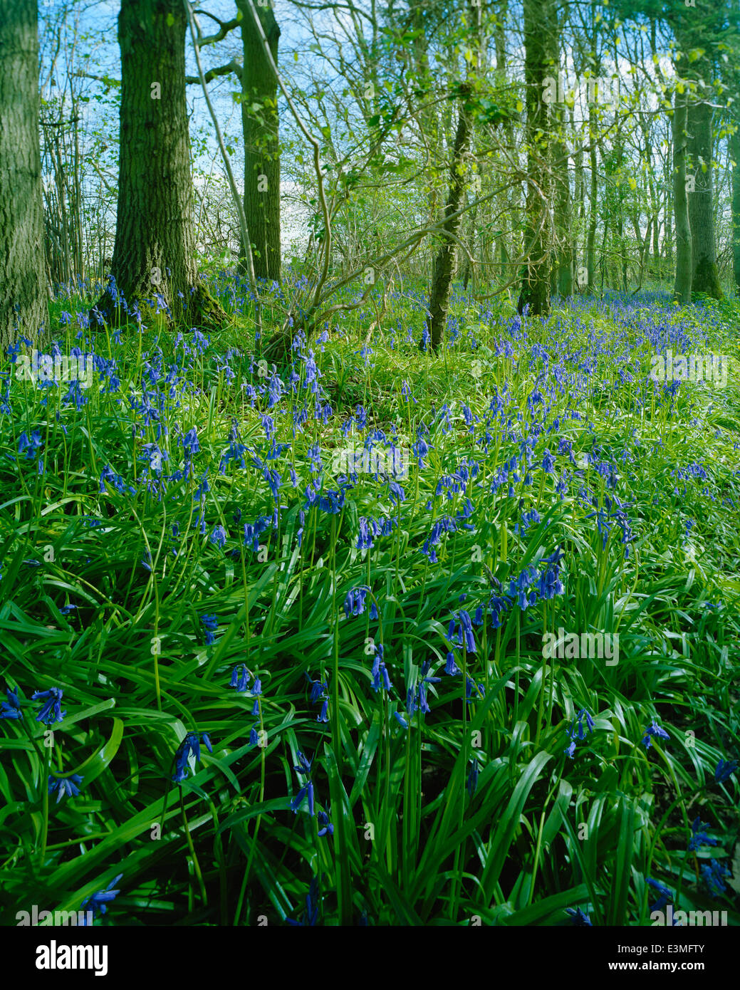 English bluebells in Gamlingay Wood Cambridgeshire Stock Photo