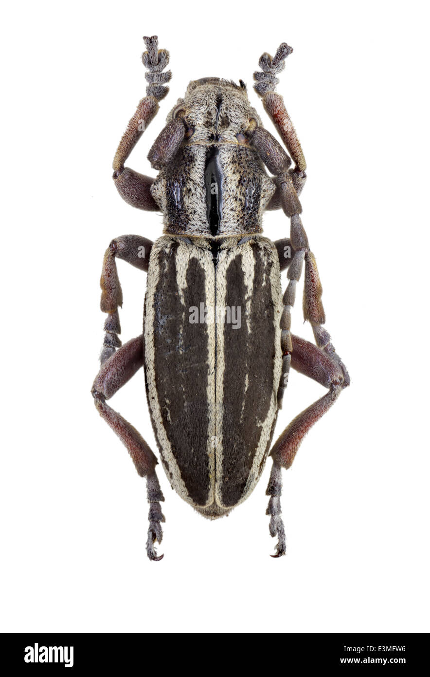 Coleoptera; cerambycidae; Iberodorcadion circumcinctum; male; Chevrolat 1862; L: 20mm; Stock Photo
