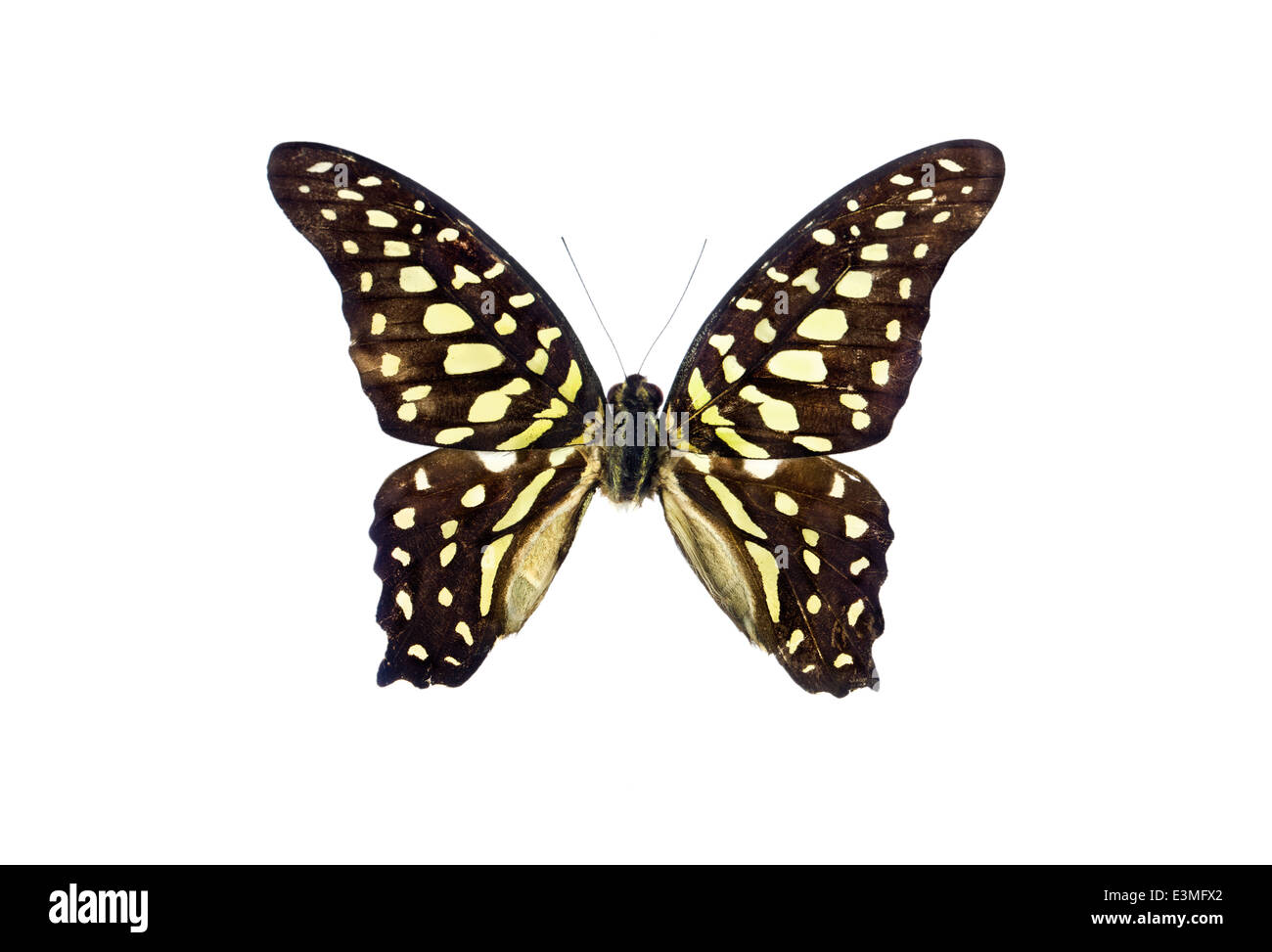 Lepidoptera; Papilionidae; Graphium agamemnon; Linnaeus 1758; Tailed Jay; Stock Photo