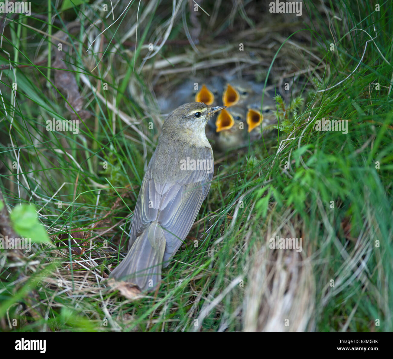 Willow Warbler Family at its summer nest site on a grassy bank in Highland Scotland. SCO 9093. Stock Photo