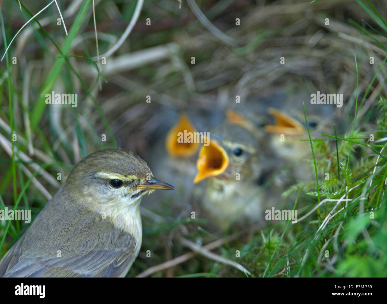 Willow warbler (Phylloscopus trochilus) parent feeding a nest full of chicks. SCO 9094. Stock Photo