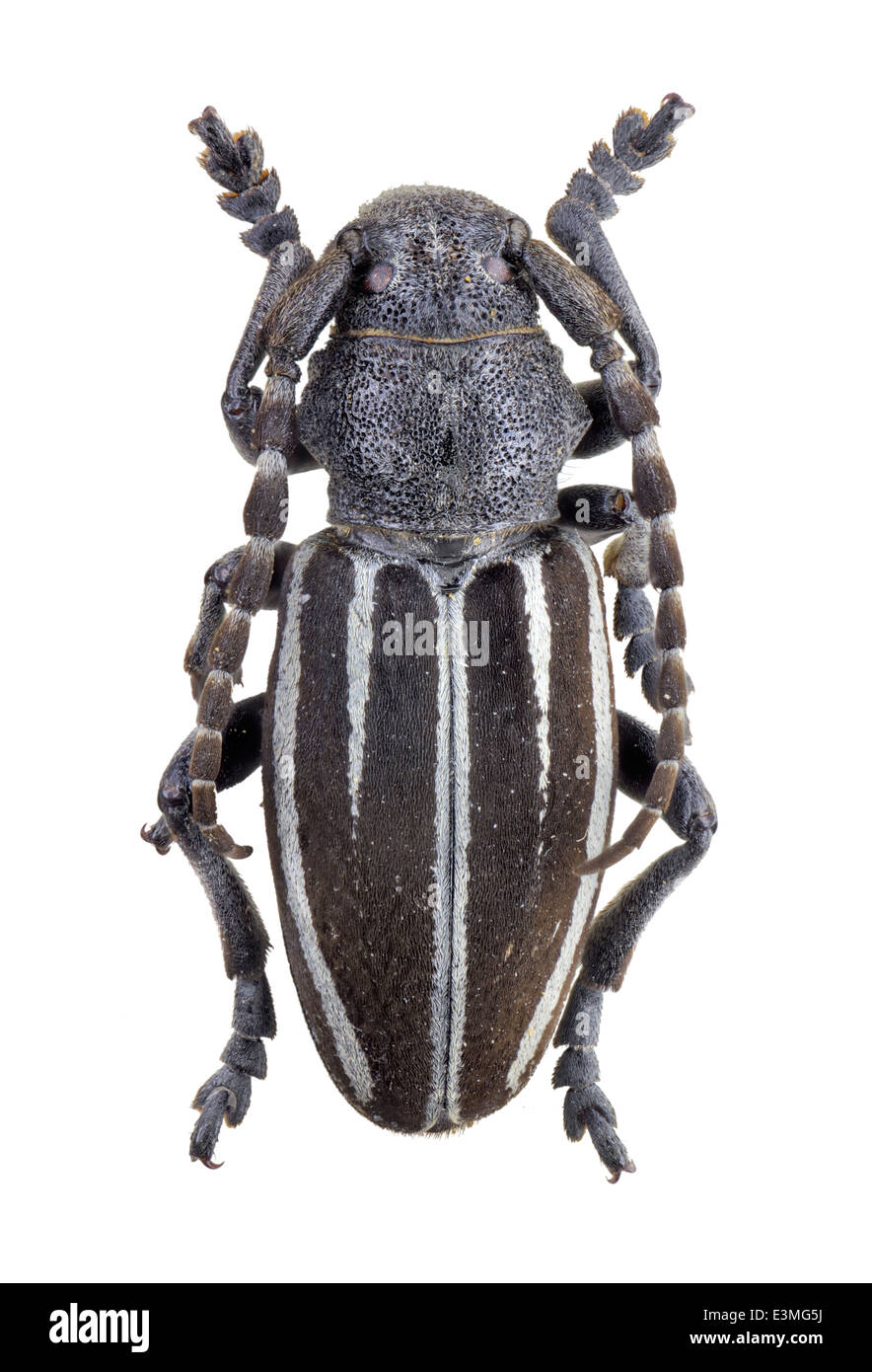 Coleoptera; cerambycidae; Iberodorcadion fuliginator; male; Linnaeus 1758; L: 20mm; Stock Photo