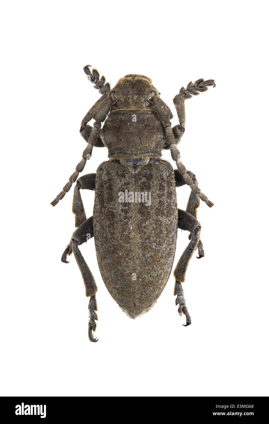 Coleoptera; Cerambycidae; Iberodorcadion mus; Rosenhauer 1856; Stock Photo