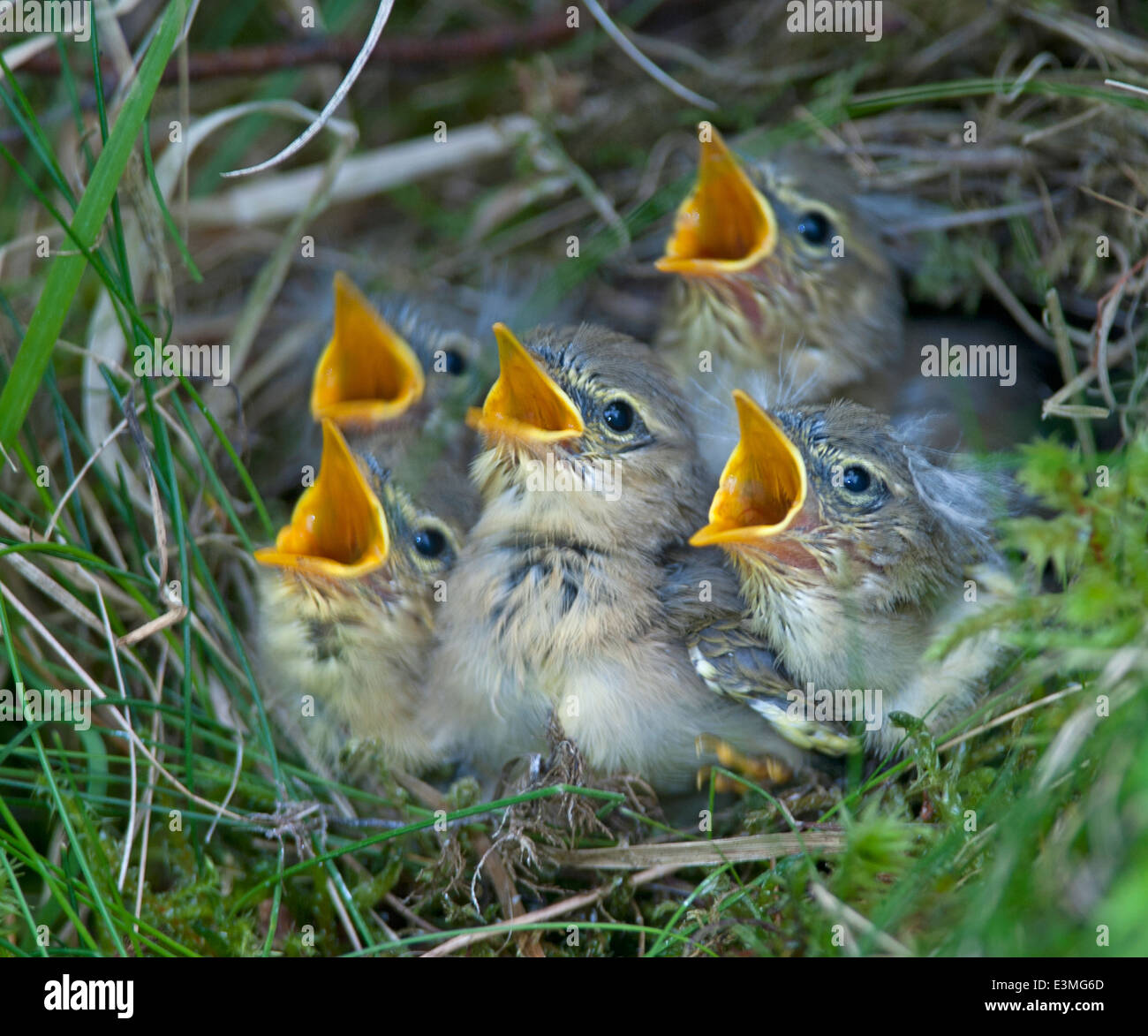 Willow warbler chicks (Phylloscopus trochilus) calling out for their next meal.  SCO 9095 . Stock Photo