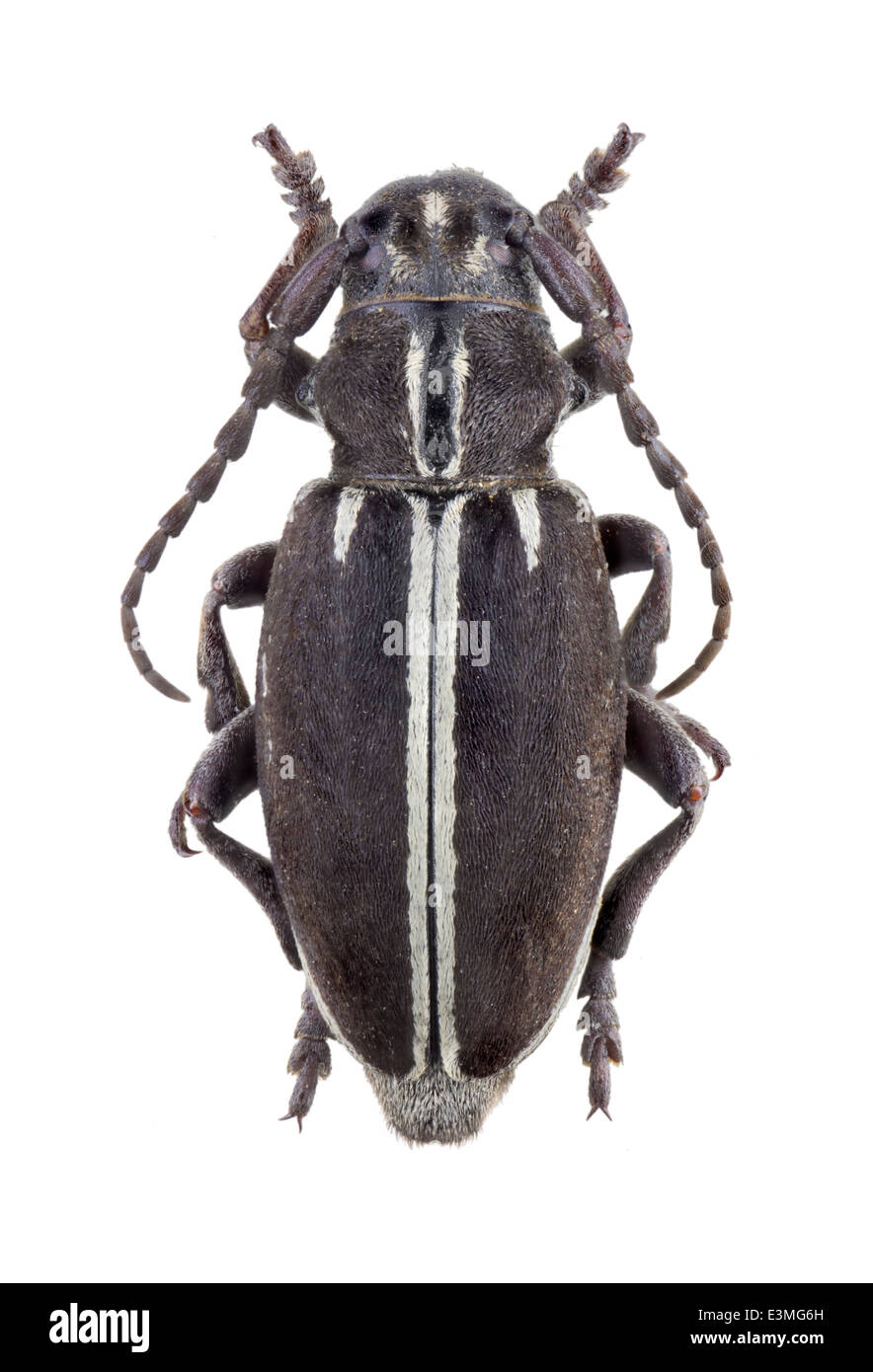 Coleoptera; cerambycidae; Iberodorcadion segovianum; female; Chevrolat 1862; L: 24mm; Stock Photo