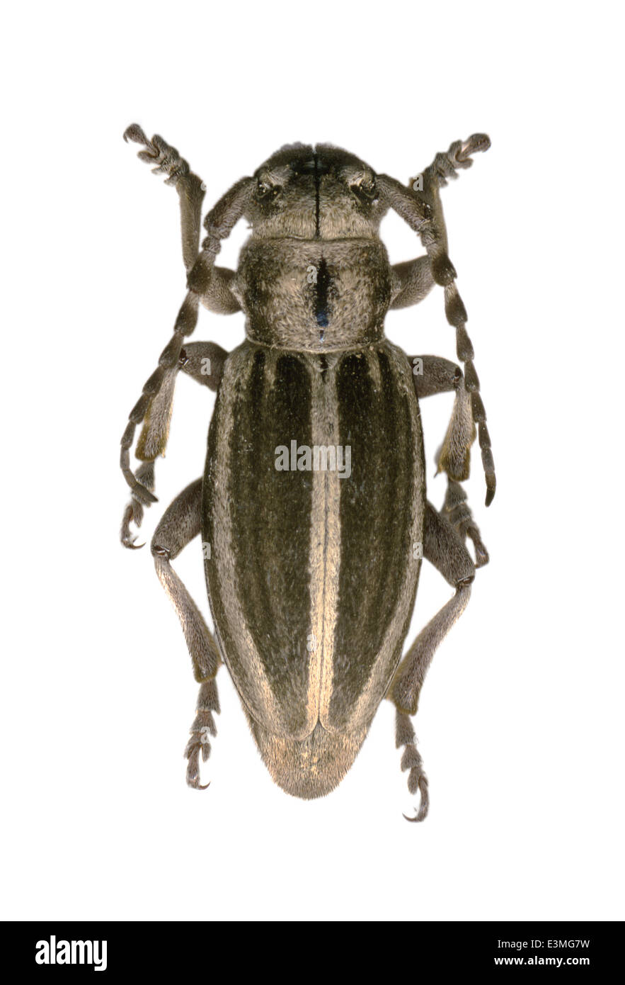 Coleoptera; cerambycidae; Iberodorcadion fuentei; male; L: 20mm; Stock Photo