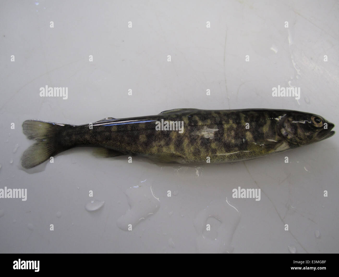 Mass marking refers to the large-scale tagging of fish to track ...