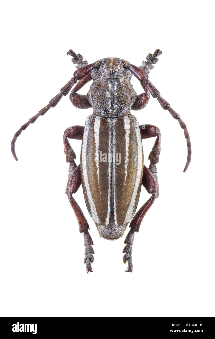 Coleoptera; cerambycidae; Iberodorcadion neilense; male; Escalera 1902; L: 20mm; Stock Photo