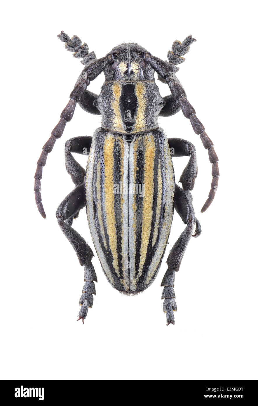 Coleoptera; cerambycidae; Iberodorcadion albicans; male; Chevrolat 1862; L: 20mm; Stock Photo