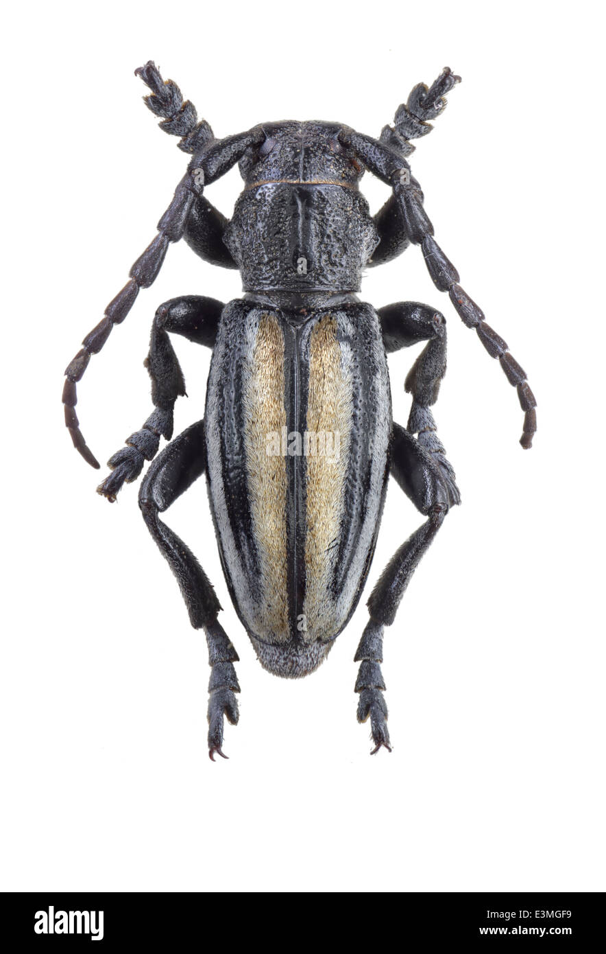 Coleoptera; cerambycidae; Iberodorcadion albicans; male; Escalera 1902; L: 20mm; Stock Photo