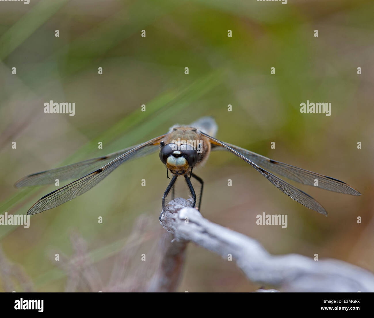 White Faced Darter at rest pictured in Abernethy Forest Strathspey, Scotland. Stock Photo