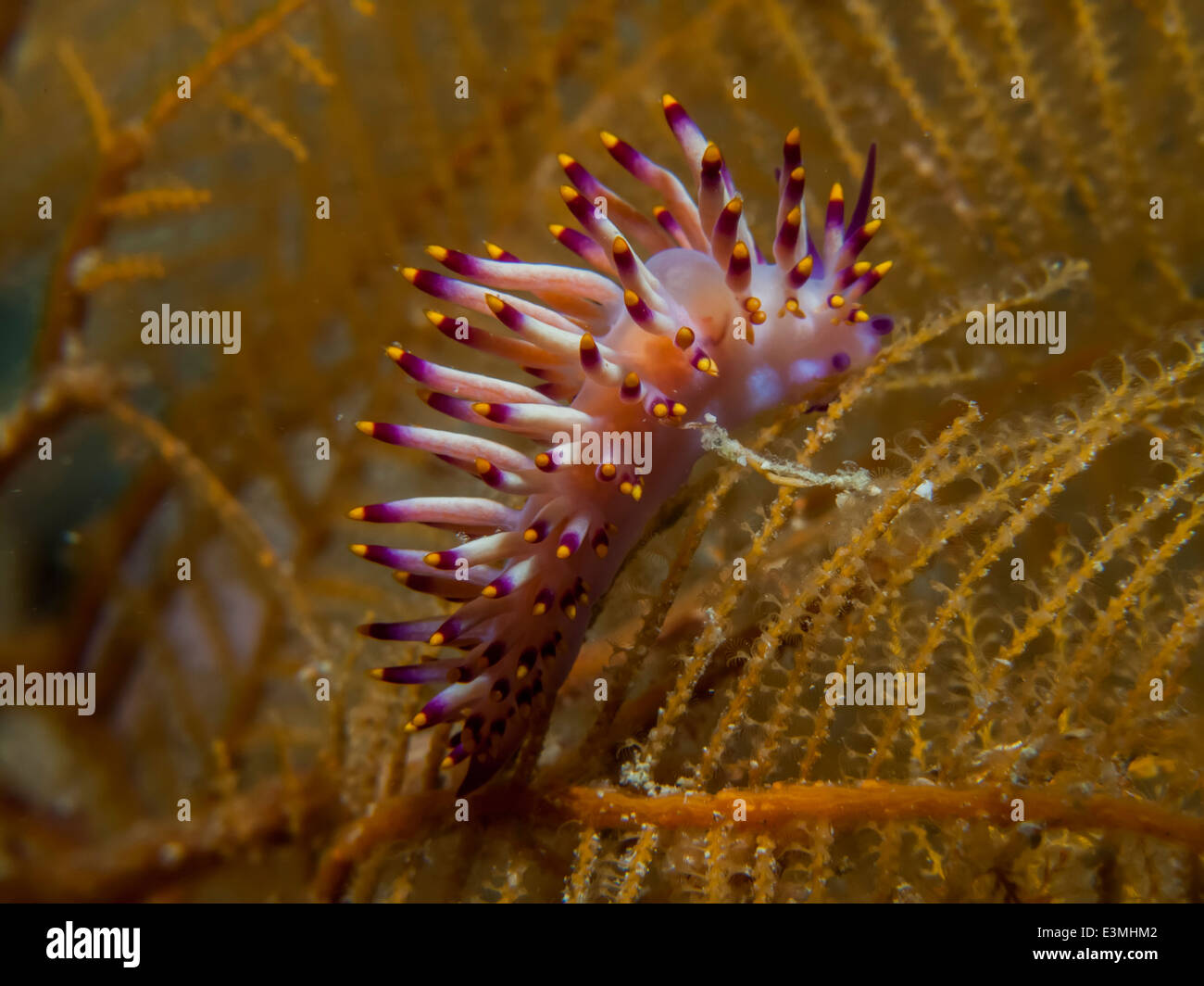 Nudibranch Flabellina Flabellina Stock Photo - Alamy