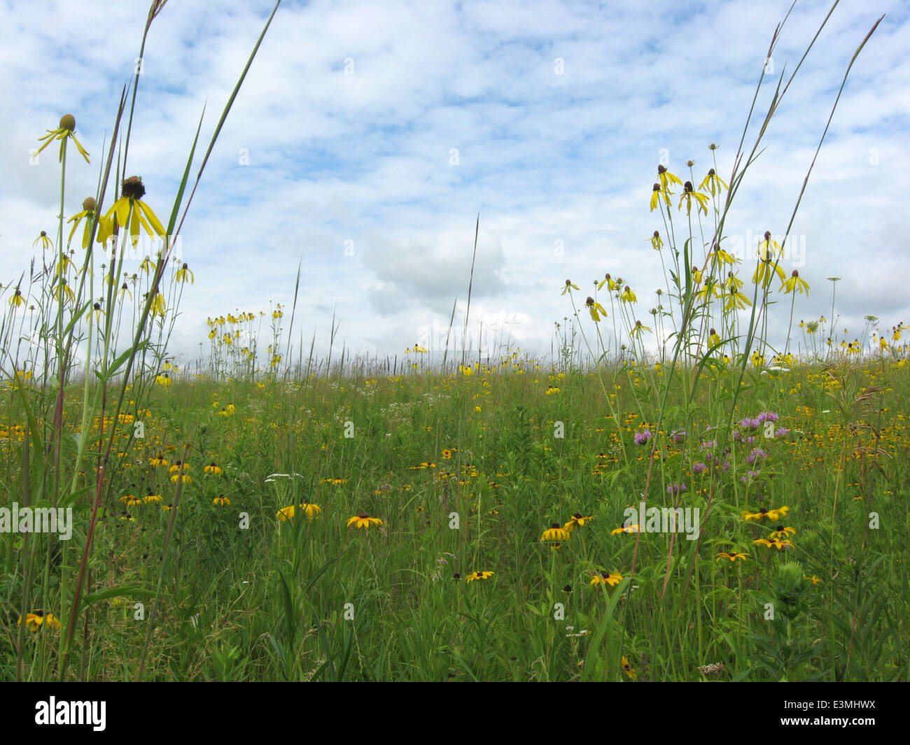 St. Croix Wetland Management District Spring Madows WPA prairie Stock