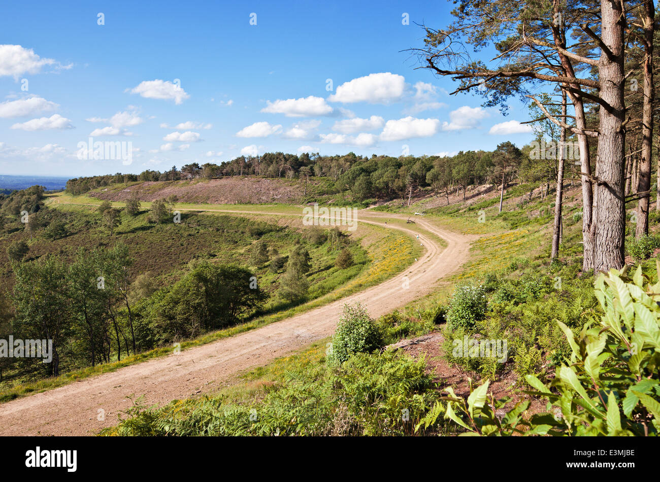 The location of the old A3 London to Portsmouth road at Hindhead, after being restored back to heathland. June 2014. Stock Photo