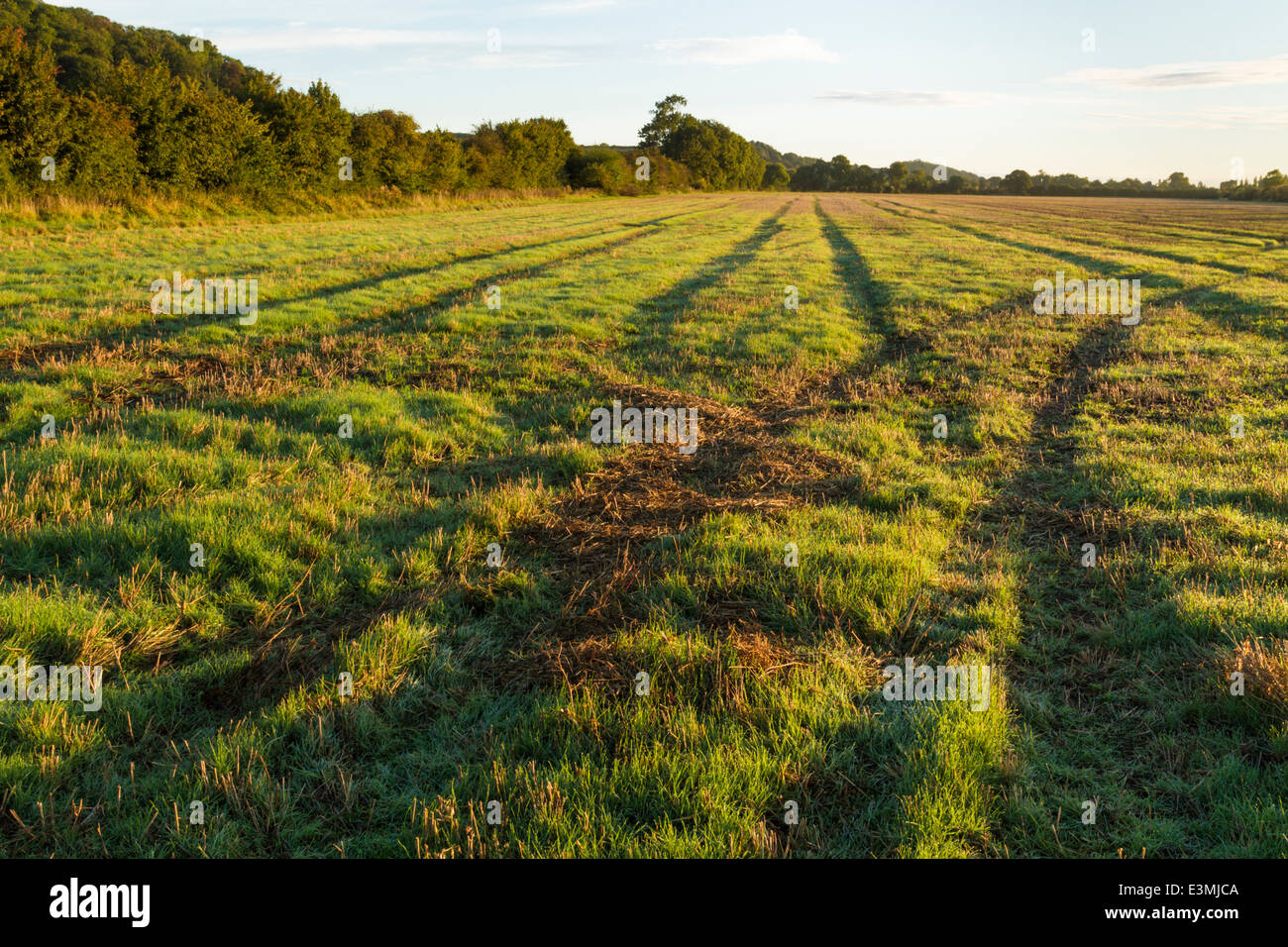 Tyre tracks on a field in early morning sunlight. Tyre or tire marks from the use of agricultural machinery on farmland, Nottinghamshire, England, UK Stock Photo