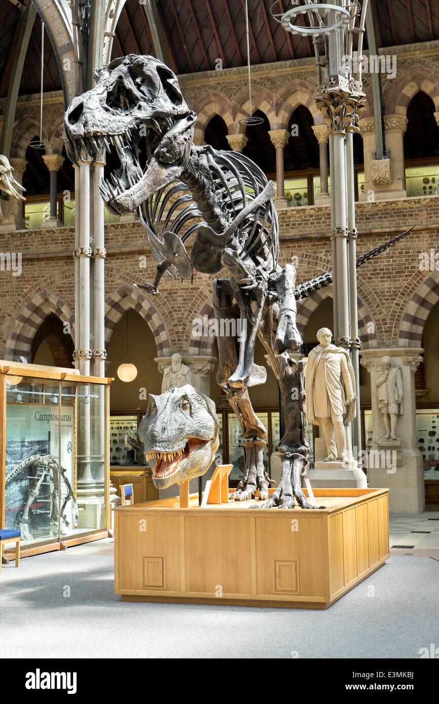 An exhibited Tyrannosaurus rex fossil at the Natural History Museum in Oxford, Oxfordshire, UK Stock Photo