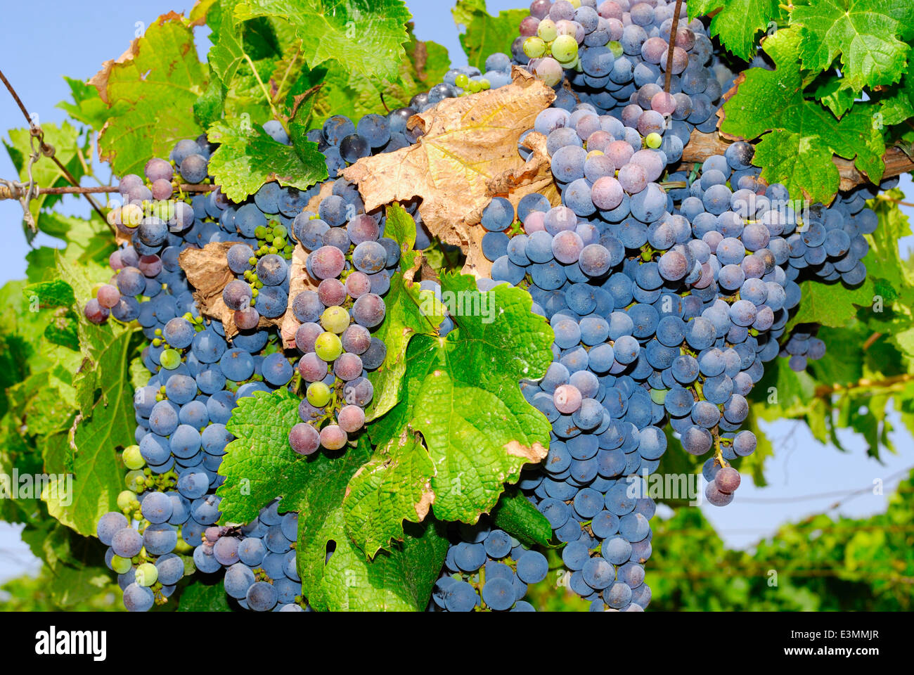 Grapes in a vineyard in Italy Stock Photo Alamy